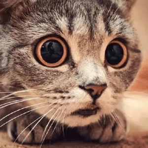 un chat cause une inondation nocturne, mais son propriétaire trouve une solution ingénieuse pour gérer la situation avec humour et efficacité.
