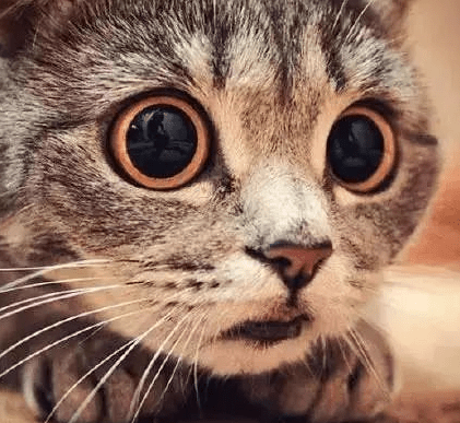 un chat cause une inondation nocturne, mais son propriétaire trouve une solution ingénieuse pour gérer la situation avec humour et efficacité.